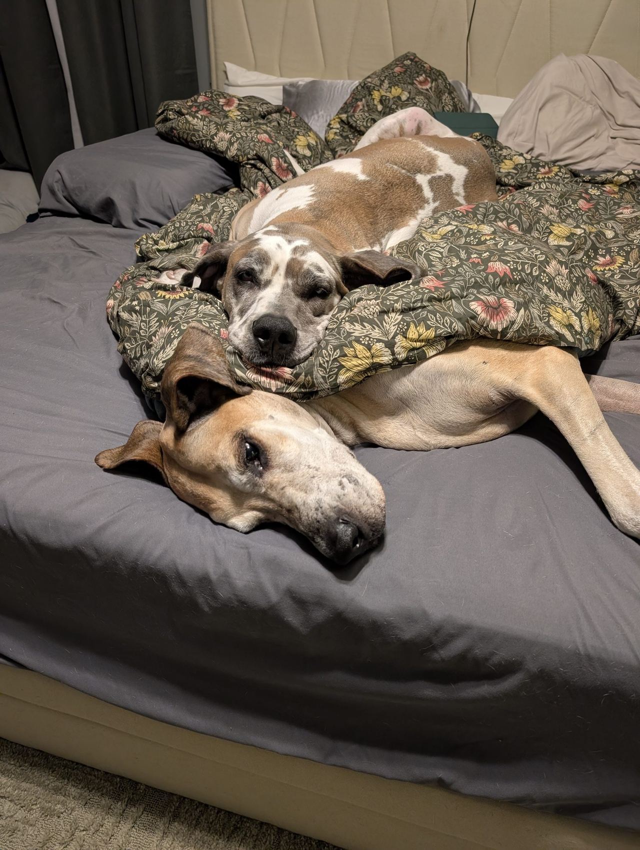 Scout likes being slept on.